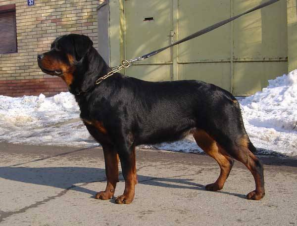 Frida Od dragicevica