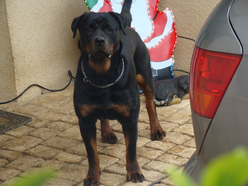 Dolce du Clan des Bouviers de Rottweil