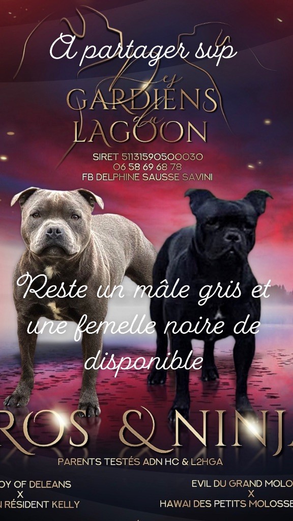 des Gardiens du Lagoon - Chiots Staffy disponibles 