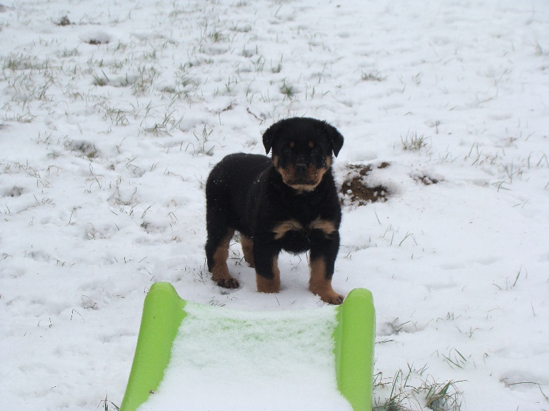 des Gardiens du Lagoon - Rottweiler - Portée née le 03/12/2008